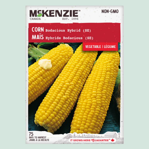 Maïs 'Bodacious' - Semences