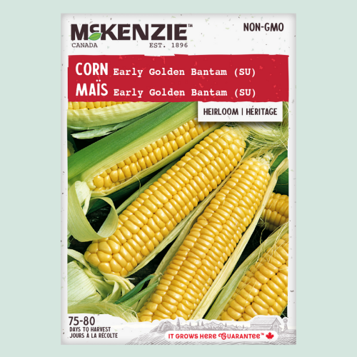 Maïs 'Early Golden Bantam' - Semences