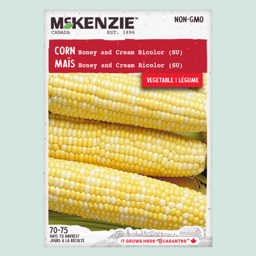 Maïs 'Honey and Cream bicolor' - Semences