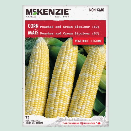 Maïs 'Peaches and Cream bicolor' - Semences