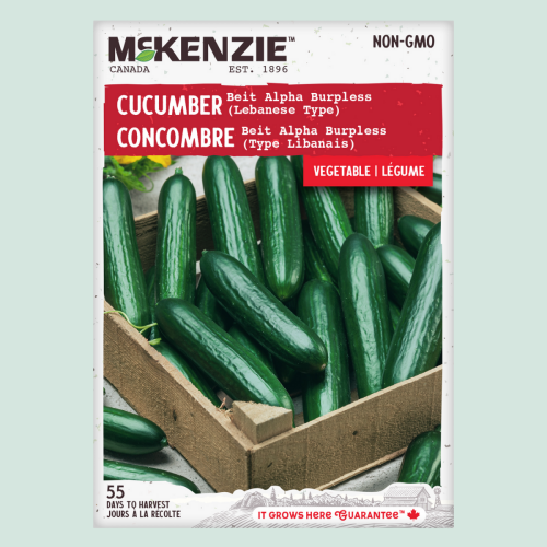 Concombre 'Beir Alpha Burpless ' - Semences