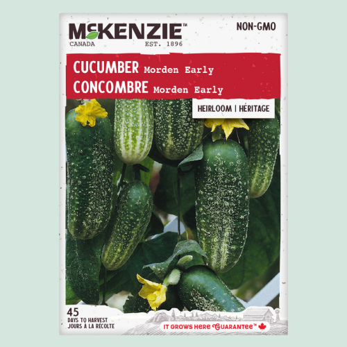 Concombre 'Morden Early' - Semences