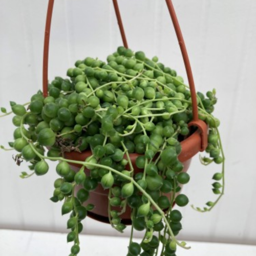 Senecio rowleyanus- Sénécon de Rowley - Collier de perles