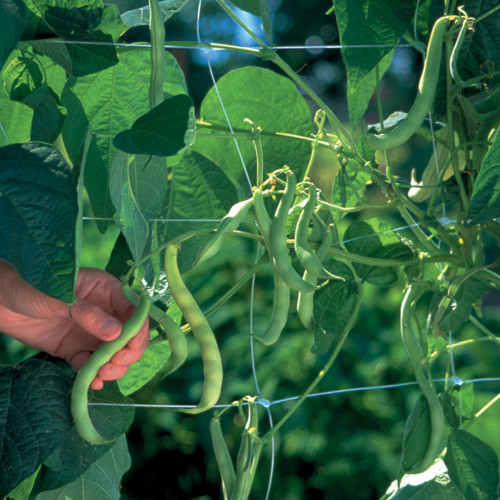 Filet de treillage pour le jardin - 6.5'x50'