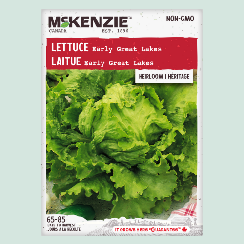 Laitue 'Early Great Lakes' - Semences