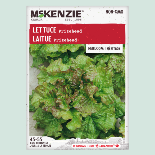 laitue 'Prizehead' - Semences