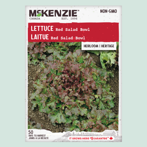 Laitue 'Red Salad Bowl' - Semences