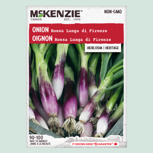 Oignon 'Rossa Lunga Di Firenze'  - Semences