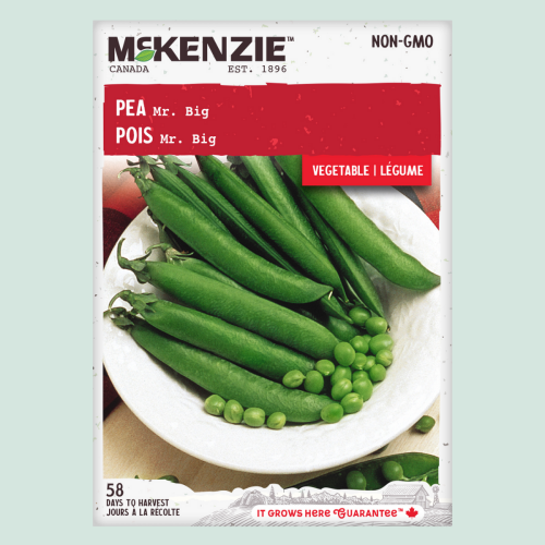 Pois 'Mr Big' - Semences