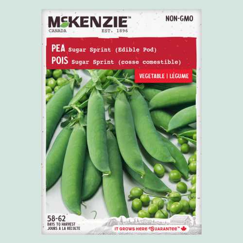 Pois 'Sugar Sprint' - Semences