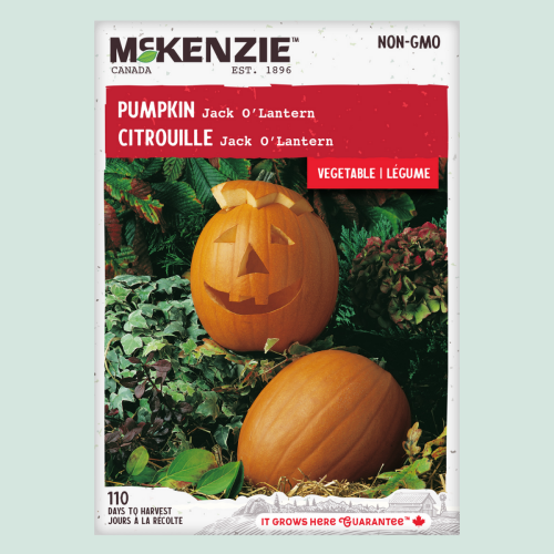 Citrouille 'Jack O Lantern' - Semences