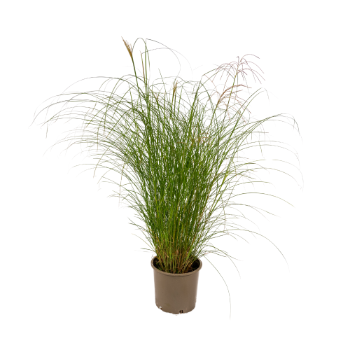 Miscanthus sinensis 'Morning Light'