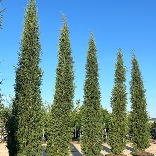 Juniperus virginiana 'Taylor' - 15g