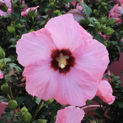 Hibiscus syriacus 'Aphrodite' - 2g