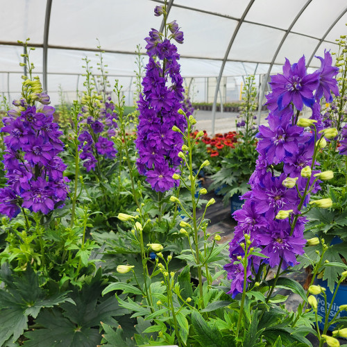 Delphinium 'Laser Beam' - 1g