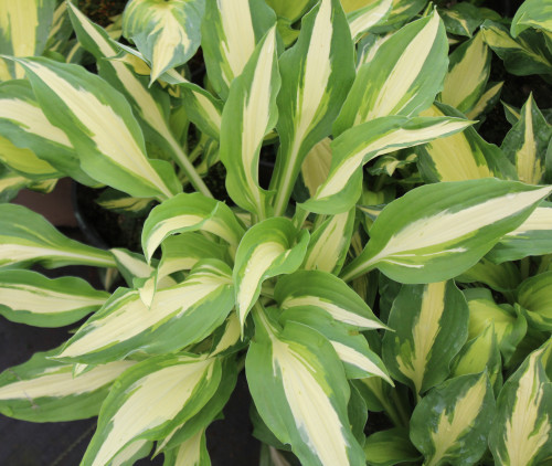 Hosta 'Christmas Candy' - 1g