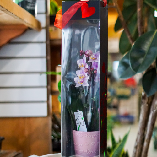 Orchidée cadeau