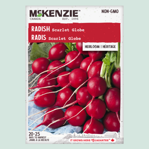 Radis 'Scarlet Globe' - Semences