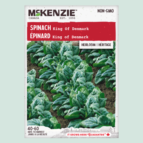 Épinards ' King of  Denmark' - Semences