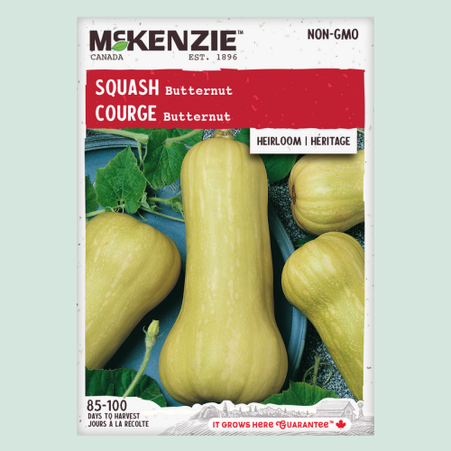 Courge 'Butternut' - Semences