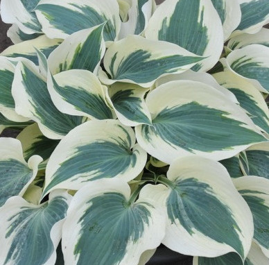 Hosta 'Firn Line' - 1g