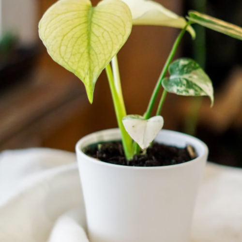 Monstera deliciosa 'White Monster'