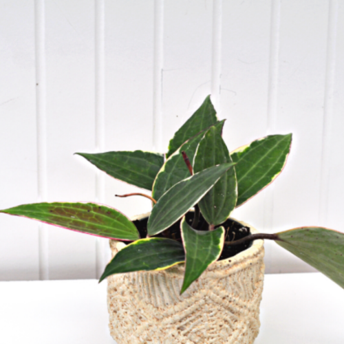 Hoya latifolia Albomarginata - 4.25"