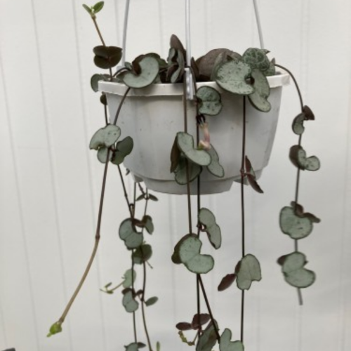 Ceropegia woodii 'Silver Glory'