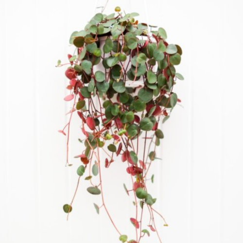 Peperomia 'Ruby Cascade'