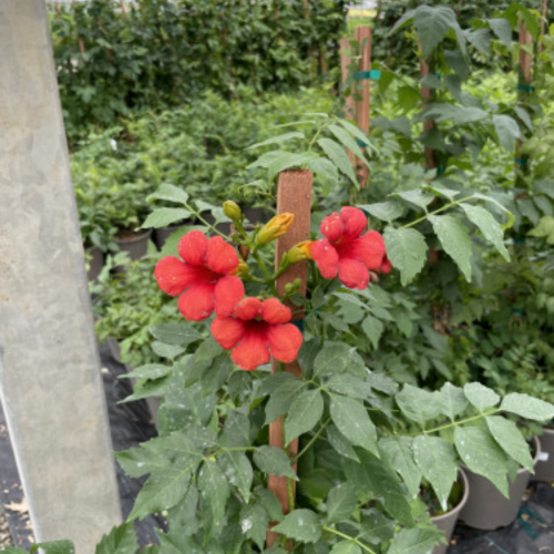 Campsis Summer Jazz 'Fire'- 2g