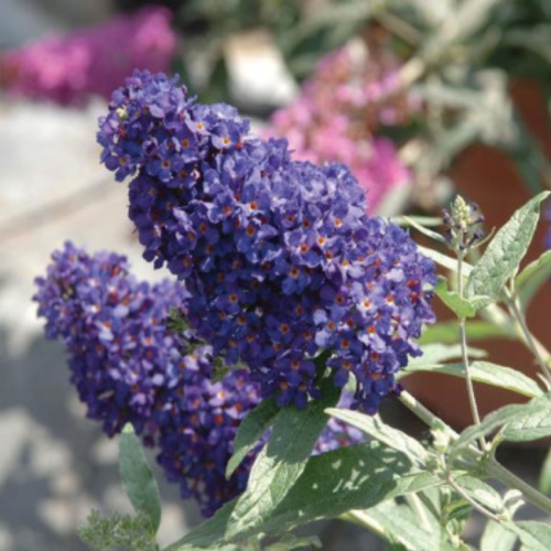 Buddleia Buzz 'Midnight' - 2g