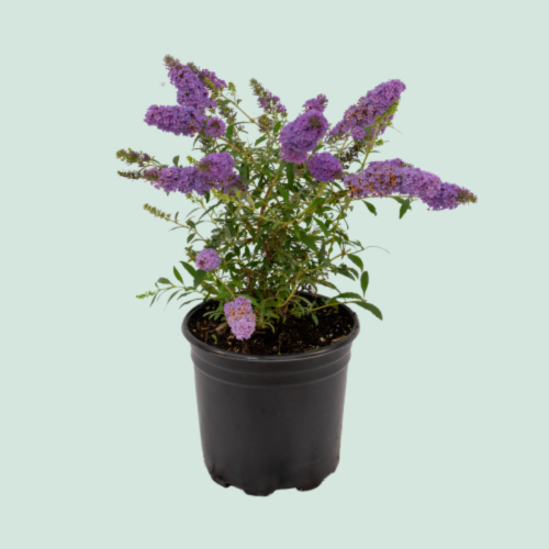 Buddleia Buzz 'Sky Blue' - 2g
