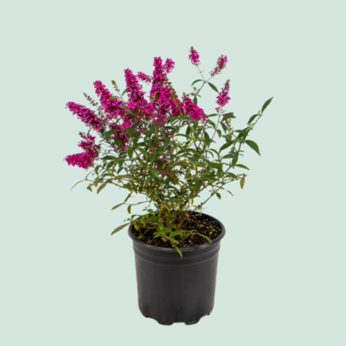 Buddleia Buzz Hot 'Raspberry' - 2g