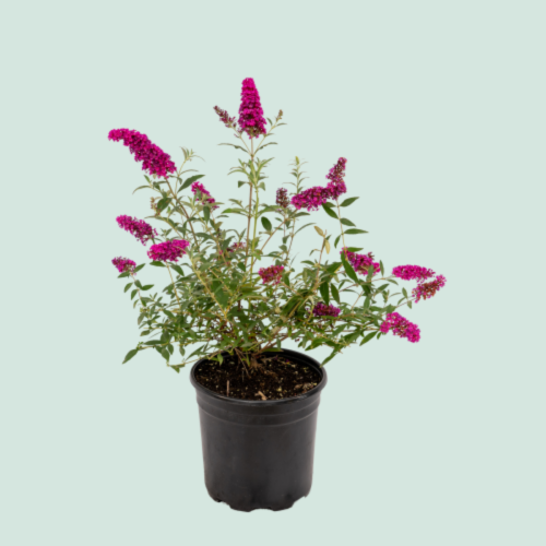 Buddleia Buzz 'Velvet' - 2g