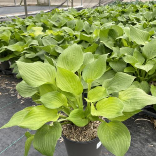 Hosta 'Banana Kid' - 1g