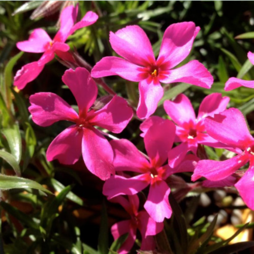 Phlox subulata 'Scarlet Flame'