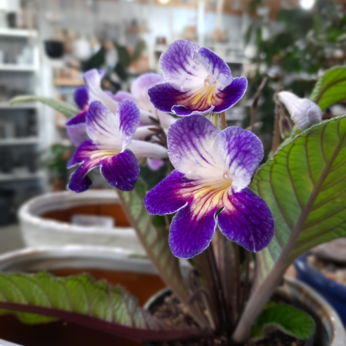 Streptocarpus 'Ladyslipper' - 4,25'' 