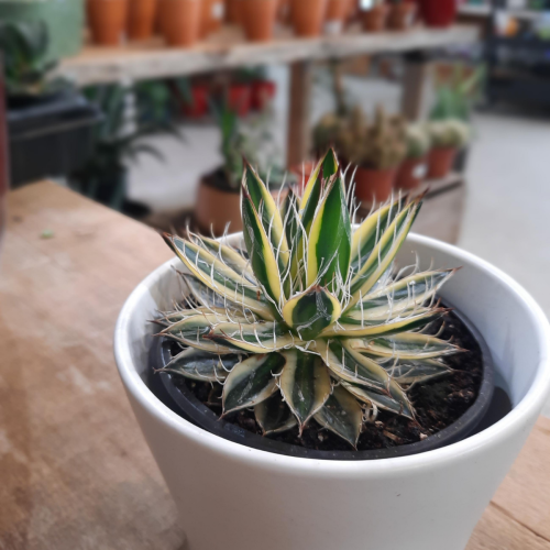 Agave 'Royal Flush' - 3,5''