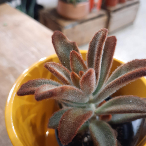 Kalanchoe tomentosa "Chocolate Soldier" - 2.5"