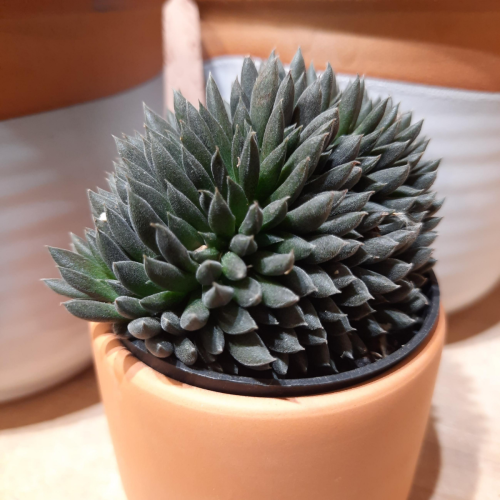 Sinocrassula vunnanensis 'Napoli Noire' - 2,5 ''