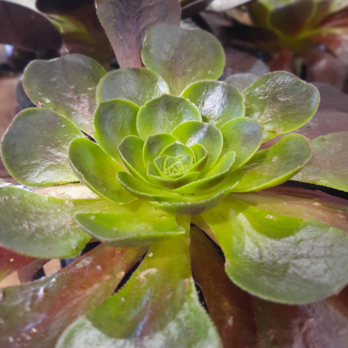 Semponium 'Destiny' - 3,5''