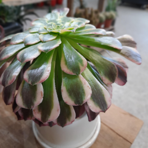Aeonium 'Fiesta' - 3,5''