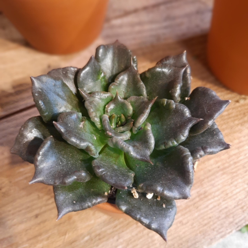 Echeveria 'Black Madiba' - 2.5"