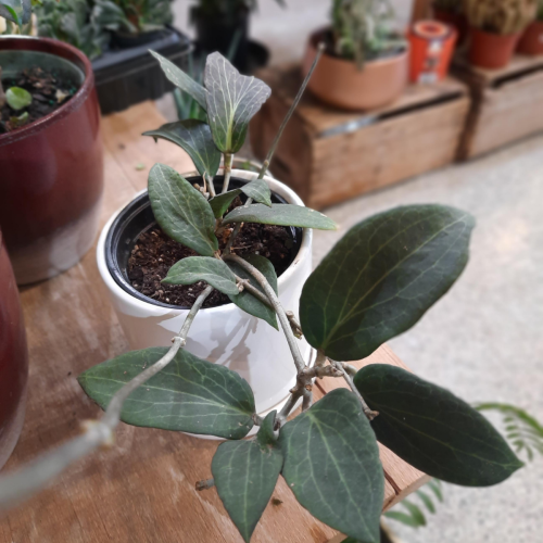 Hoya pottsii - 4.25"