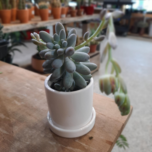 Pachyphytum 'Macho' - 2.5"