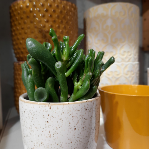 Crassula ovata "Gollum" - 2.5"