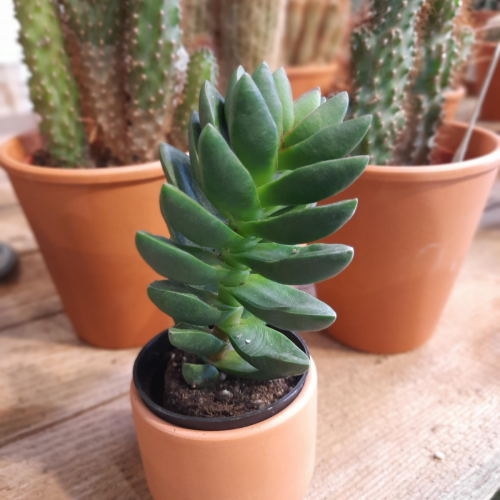 Crassula capitella 'Benjamin' - 2.5"