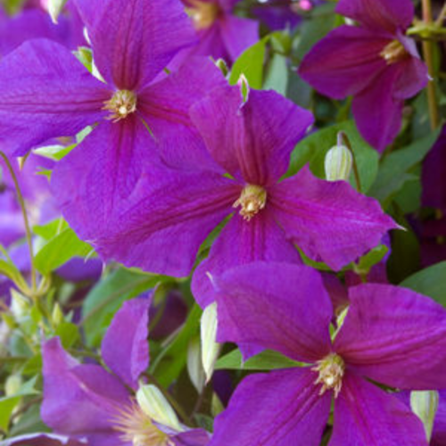 Clematis 'Jackmanii' - 1g