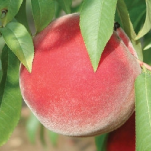 Pêcher 'August Rose' - 7g