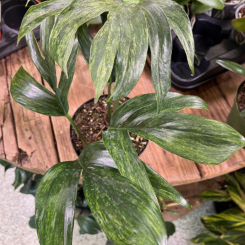 Rhaphidophora decursiva Variegata